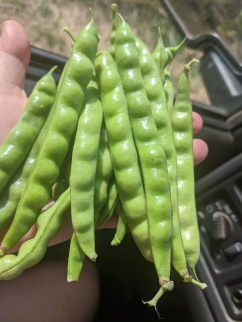 Greasy Cut Bean Seed Long Sold by the Pound